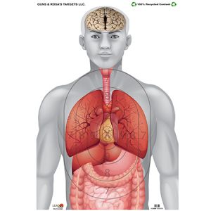 **Human Anatomy Shooting Game Target 23x16 - 10 Pack - Guns and Rosas